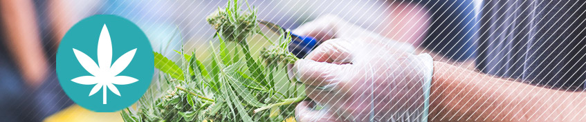 Cannabis Food Compliance